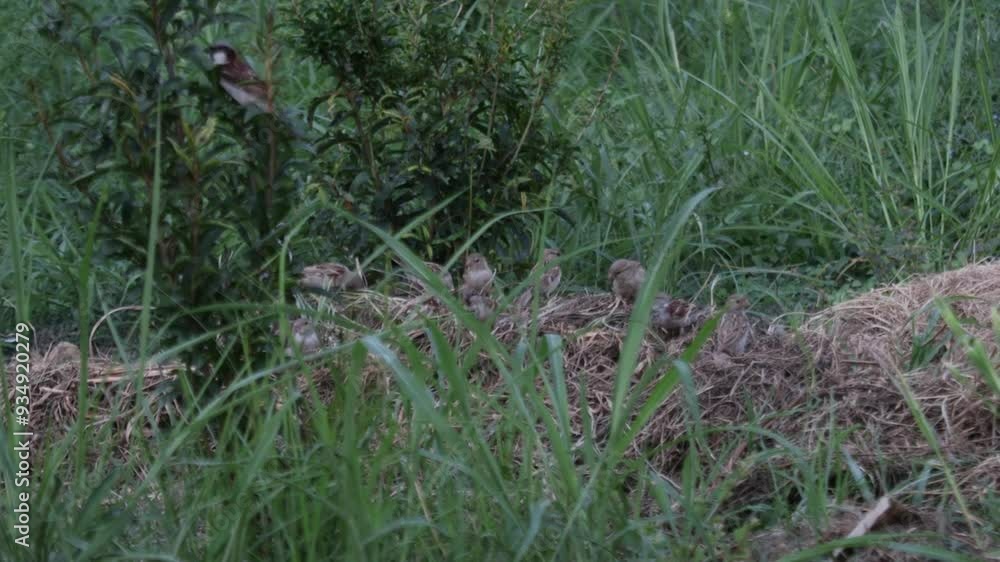 A family of house sparrows are gathered in the grass area. A family of house sparrows are gathered in the grass area.
