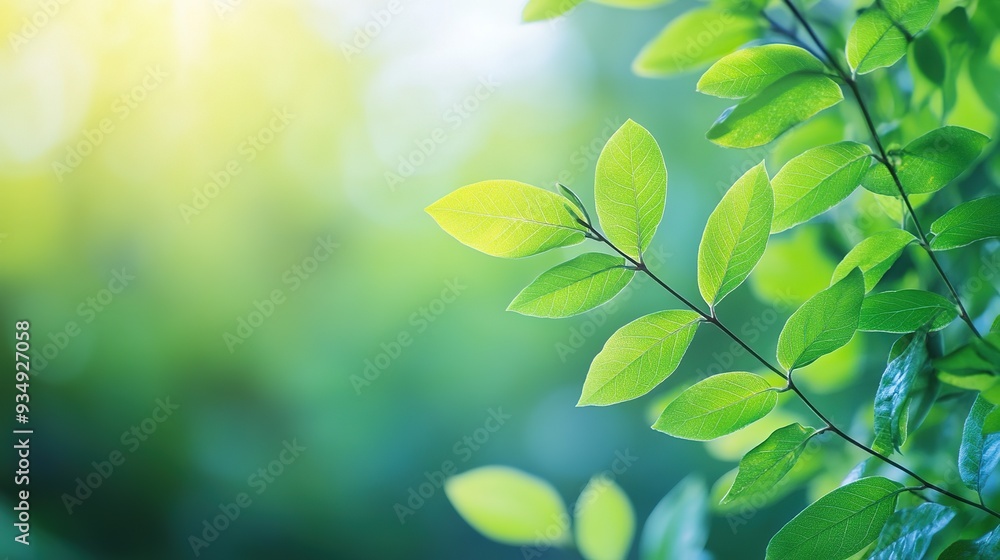 Sunlit Serenity: Vibrant Green Leaves Glow in the Warmth of Dawn Sunlit Serenity: Vibrant Green Leaves Glow in the Warmth of Dawn