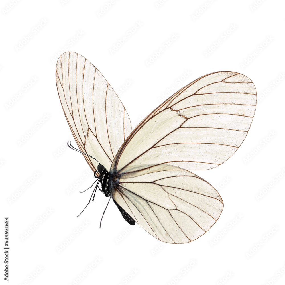 Beautiful butterfly isolated on a white background. Beautiful butterfly isolated on a white background.