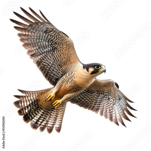 Peregrine Falcon in Flight, Isolated on White Background.