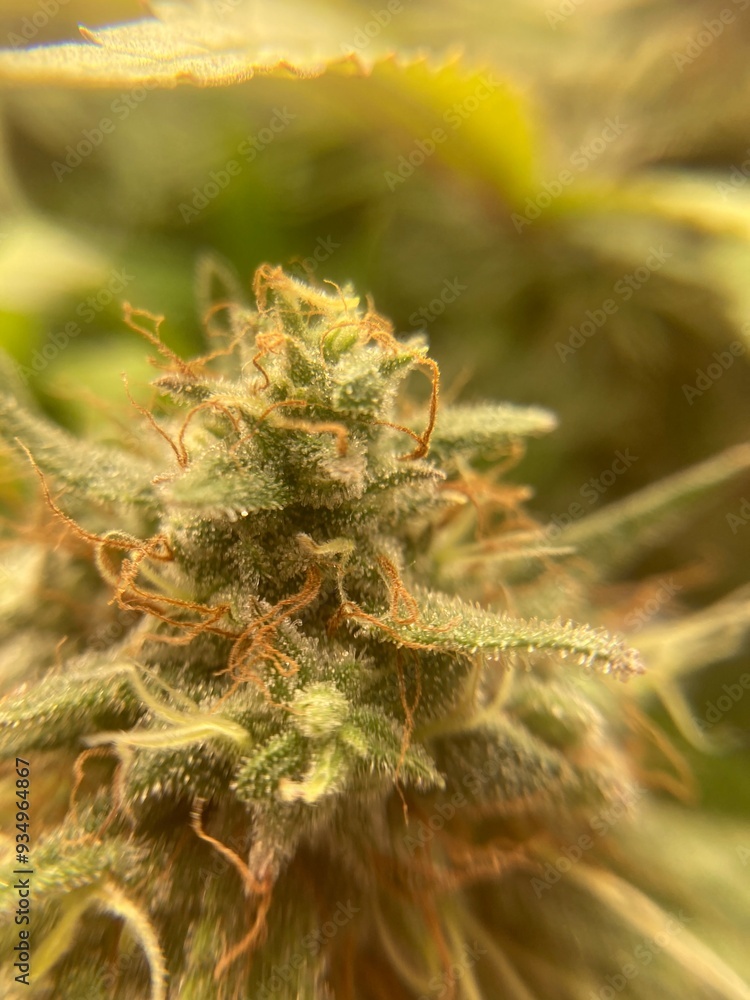 close up of weed bud close up of weed bud