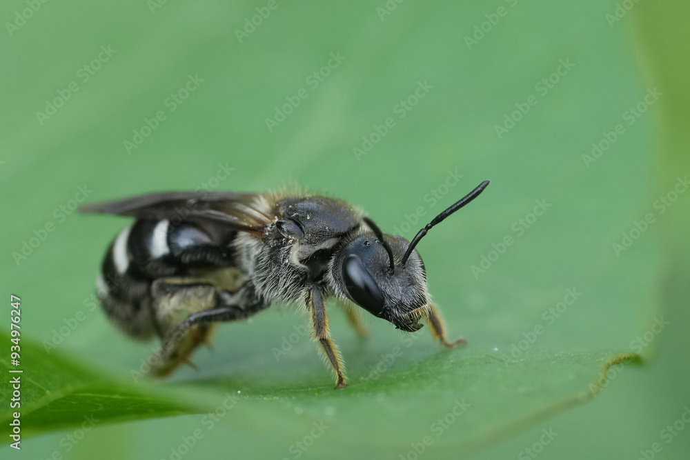 Closeup on a female of the rare European Dark Giant furrow bee, Lasioglossum majus on a green leaf