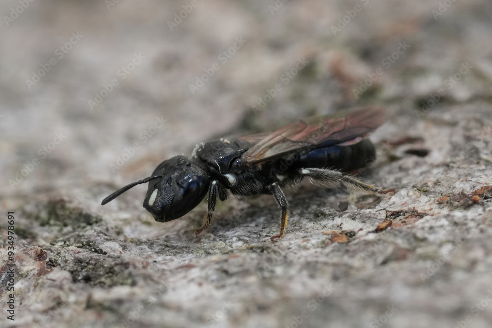 Closeup on a small black Cucumber Small Carpenter bee, Ceratina cucurbitina sitting on wood Closeup on a small black Cucumber Small Carpenter bee, Ceratina cucurbitina sitting on wood