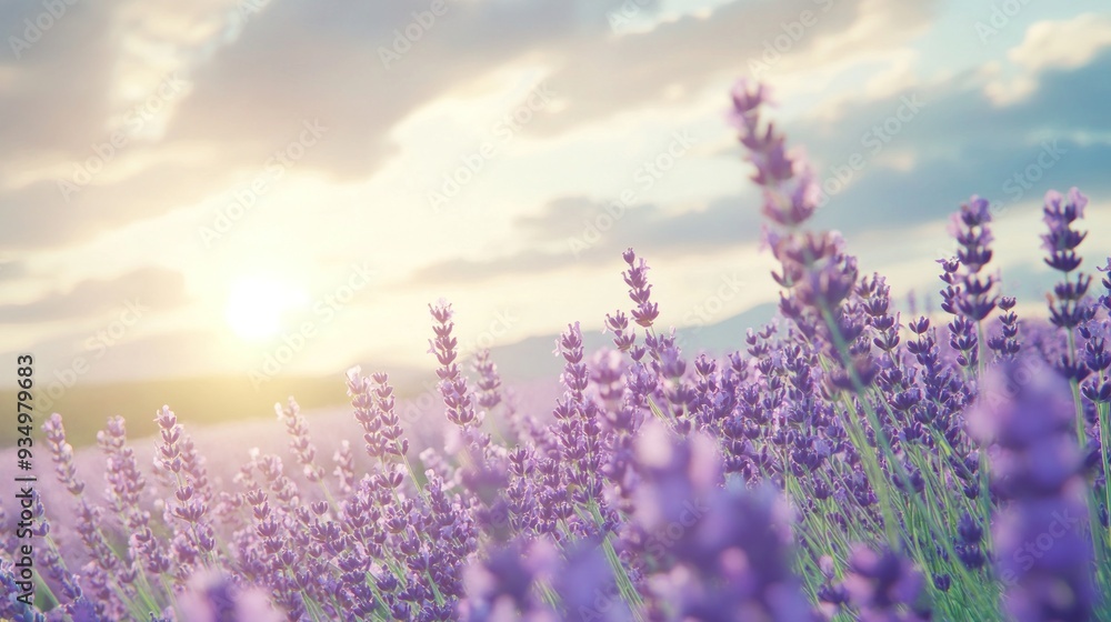 Obraz premium Lavender Field at Sunset