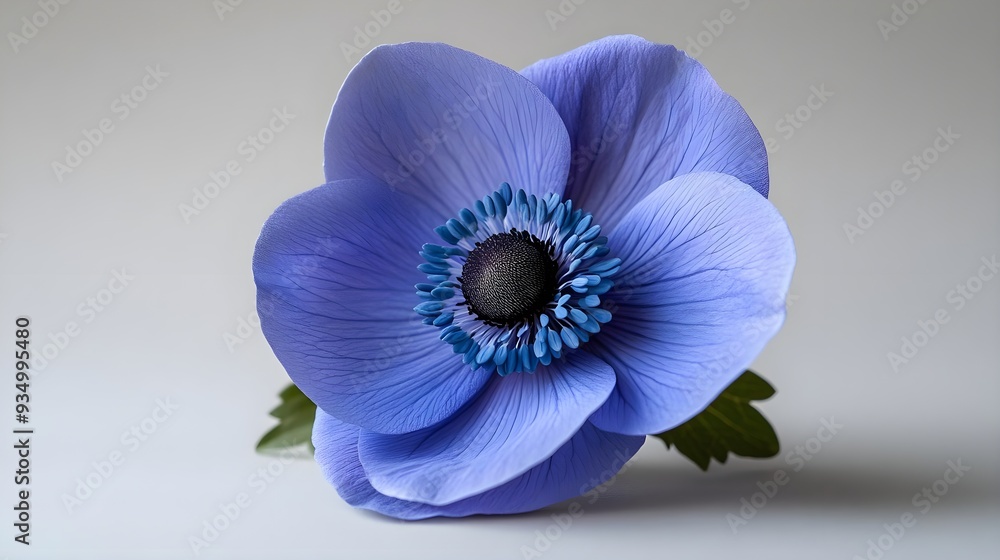 Obraz premium Blue Anemone Flower Close Up.