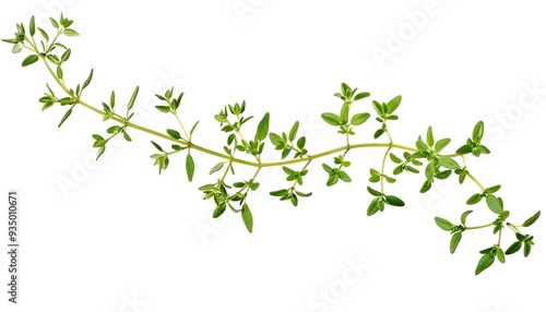 Thyme branch isolated on white background