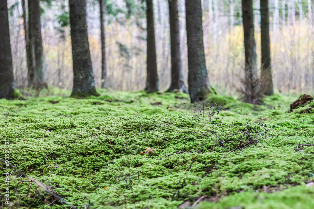 Green moss in the forest. Nature background Green moss in the forest. Nature background