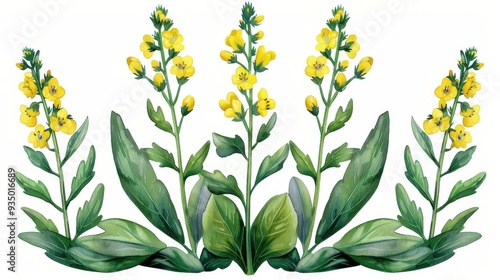 Fototapeta Naklejka Na Ścianę i Meble -  Discover the beauty of the common mullein plant, illustrated in stunning watercolor, highlighting its delicate flowers. A perfect blend of art and nature.