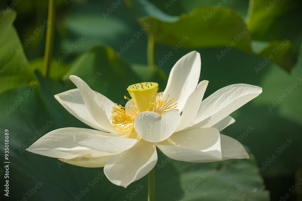 Elegant Lotus Flowers in Bloom: A Serene Nature Landscape Elegant Lotus Flowers in Bloom: A Serene Nature Landscape