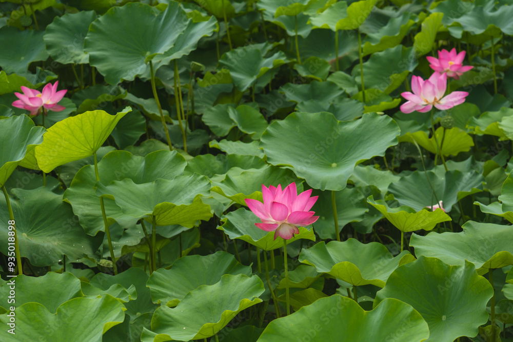Elegant Lotus Flowers in Bloom: A Serene Nature Landscape Elegant Lotus Flowers in Bloom: A Serene Nature Landscape