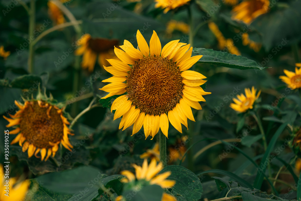 Fototapeta premium Vibrant Sunflower Field Under the Summer Sky: A Beautiful Nature Scene