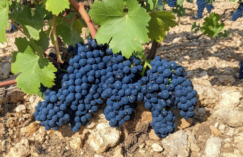 Blue grapes on the vine in an old Chouara vineyard, Provence, France. The grapevines have dark blue fruit with green leaves hanging from them. Created with Ai photo