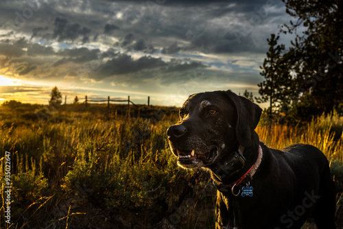Dog at Sunset in a Rural Landscape with Dramatic Sky
