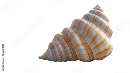 Seashell on the beach, isolated on a transparent background
