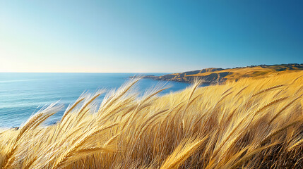 Stickers Plage et Mer Golden wheat gently sways in the foreground with a clear blue sea stretching to the horizon, backed by a rugged coastline under a cloudless sky.  © Daniel