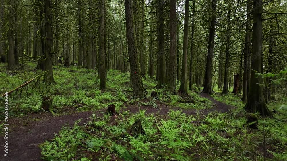 A dirt path winds through a lush green forest, sunlight filtering through the tall trees. Ferns and moss cover the forest floor, creating a serene and tranquil atmosphere. A dirt path winds through a lush green forest, sunlight filtering through the tall trees. Ferns and moss cover the forest floor, creating a serene and tranquil atmosphere.