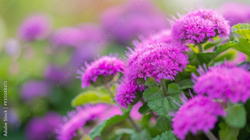 green foliage in foreground, purple blossoms in background green foliage in foreground, purple blossoms in background