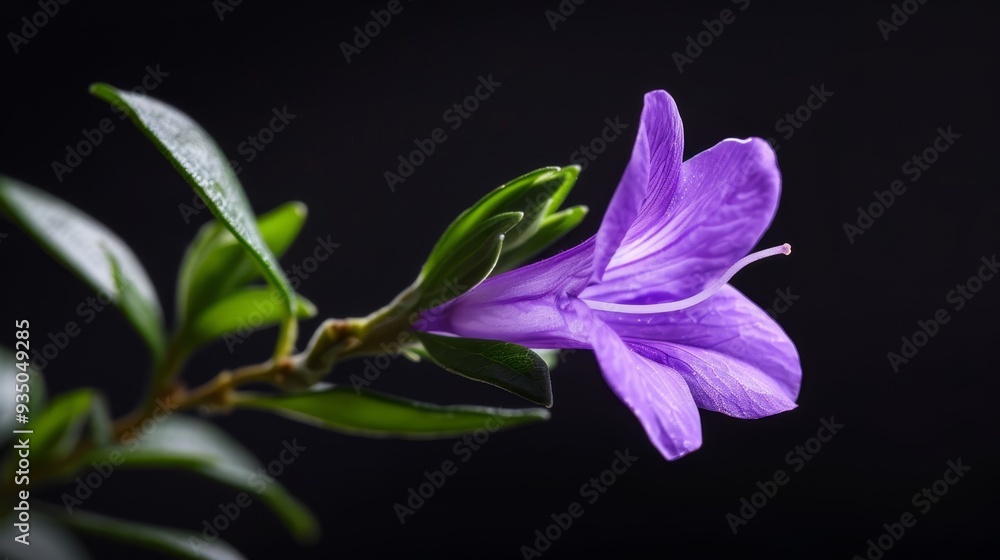 A tight shot of a purple bloom against a backdrop of black, surrounded by emerald green foliage and an unyielding black background A tight shot of a purple bloom against a backdrop of black, surrounded by emerald green foliage and an unyielding black background