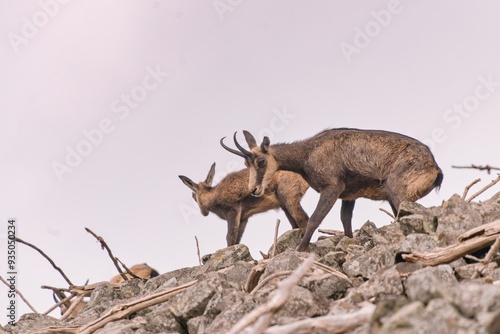 Photography Two chamois walk on a stone hill
