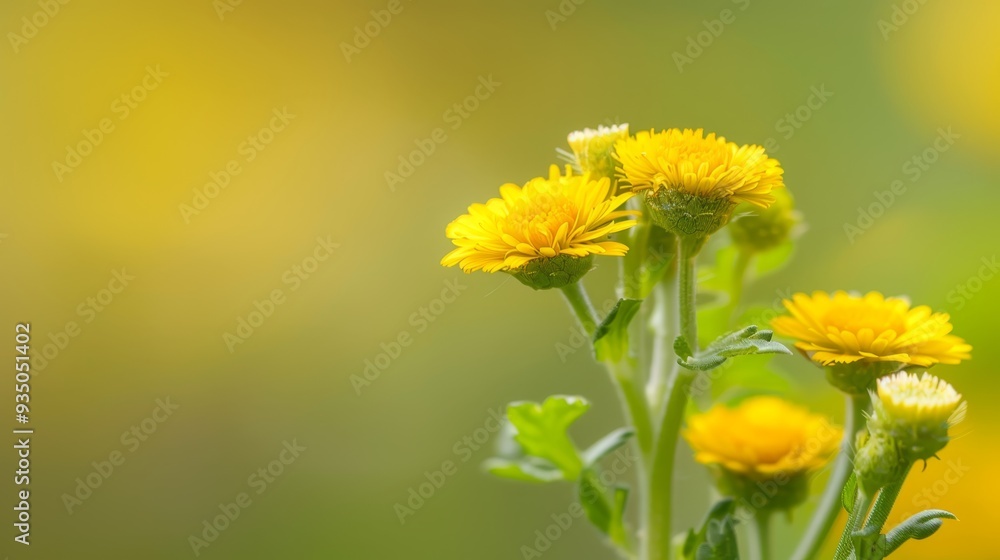 A group of yellow dandelions in the foreground, surrounded by a sea of green and yellow dandelions Background softly blurred with green and yellow dandelions A group of yellow dandelions in the foreground, surrounded by a sea of green and yellow dandelions Background softly blurred with green and yellow dandelions