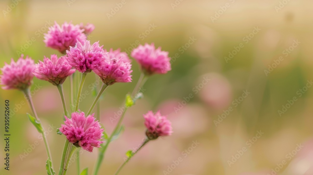  A tight shot of a mass of pink blooms in a meadow, with out-of-focus grasses in the backdrop