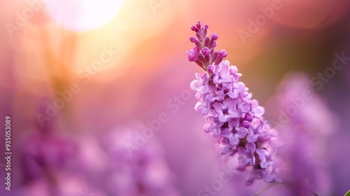  A tight shot of a purple bloom with the sun illuminating behind, softly blurred backdrop