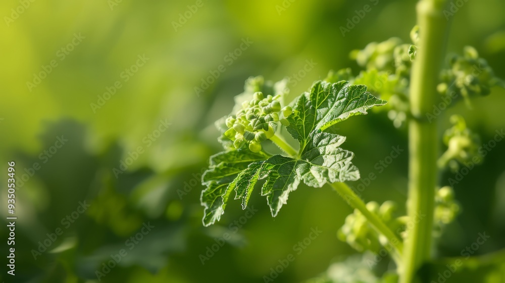 A tight shot of a verdant plant with numerous green leaves filling the foreground, while the background softly blurs A tight shot of a verdant plant with numerous green leaves filling the foreground, while the background softly blurs