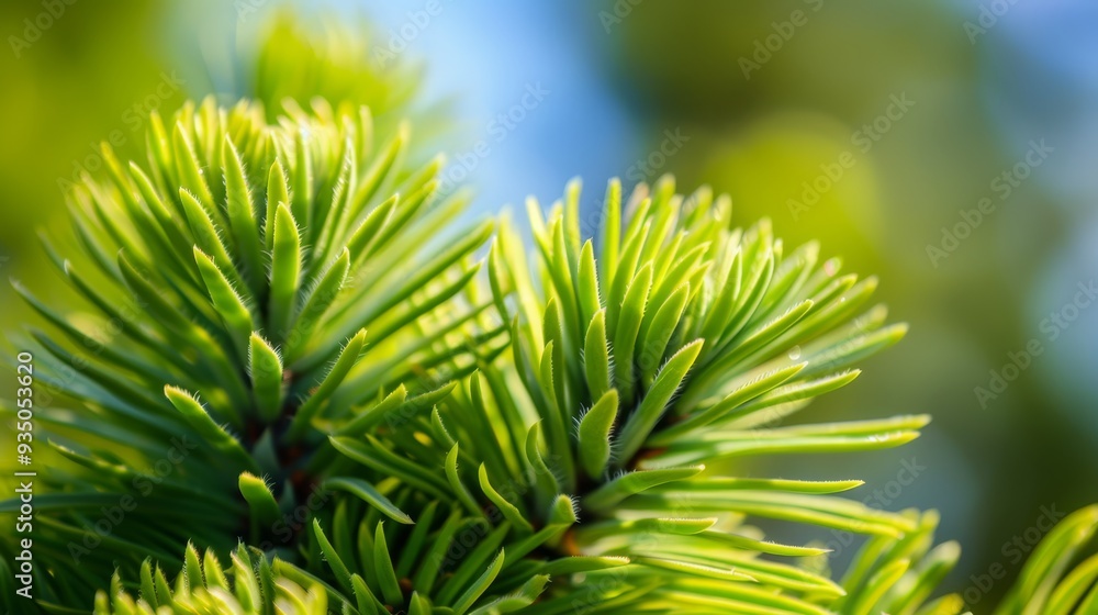 A tight shot of pine tree needles with a hazy backdrop of distant trees A tight shot of pine tree needles with a hazy backdrop of distant trees