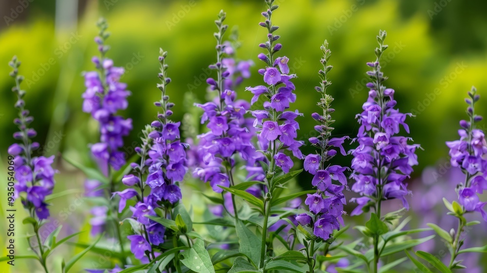 Purple flowers in a sea of green Purple flowers in a sea of green