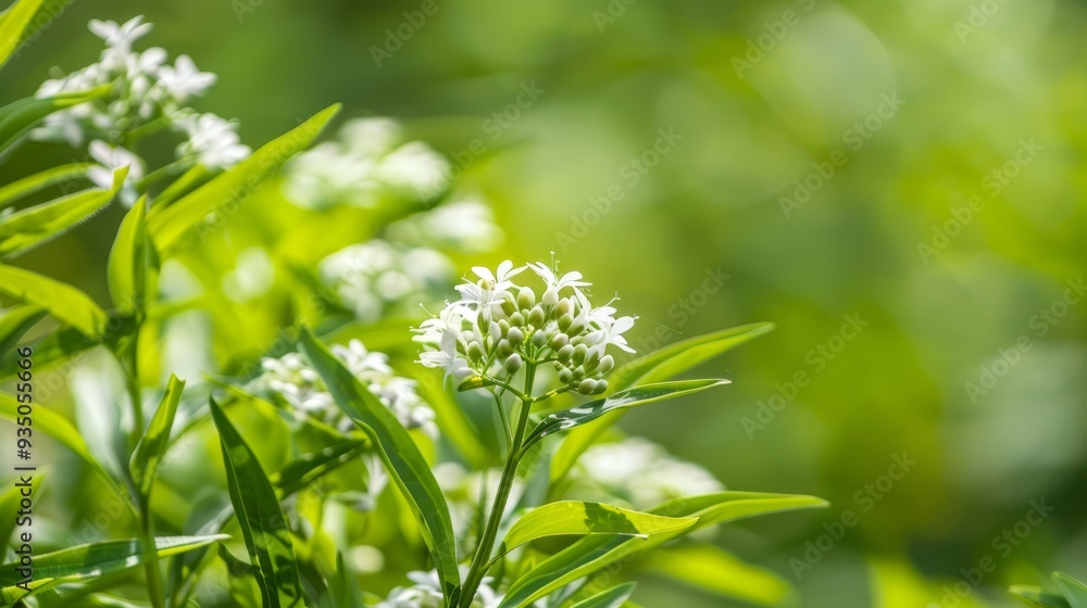 A tight shot of a plant boasting white blooms and verdant leaves against a softly blurred backdrop A tight shot of a plant boasting white blooms and verdant leaves against a softly blurred backdrop