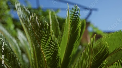 Lush green leaves of the cycas revoluta plant outdoors in sunny mallorca, balearic islands, under a clear blue sky with vibrant foliage in the background photo