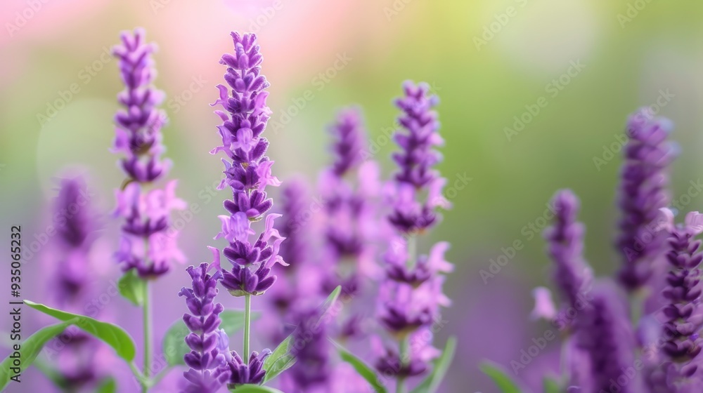 A tight shot of numerous purple blooms against a backdrop of softly blurred green foliage A tight shot of numerous purple blooms against a backdrop of softly blurred green foliage