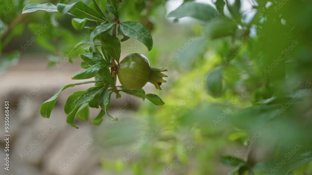 Young green pomegranate growing on a branch with lush foliage outdoors in mallorca, balearic islands, showing natural beauty and potential for healthy fruit production in a mediterranean climate Young green pomegranate growing on a branch with lush foliage outdoors in mallorca, balearic islands, showing natural beauty and potential for healthy fruit production in a mediterranean climate