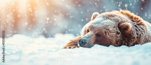  A brown bear lies in the snow, its head resting on its paws beneath its chin