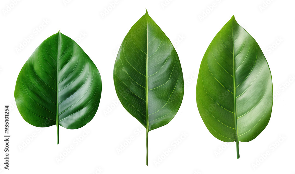 Single, vibrant Rubber Plant leaf, on isolated transparent background Single, vibrant Rubber Plant leaf, on isolated transparent background
