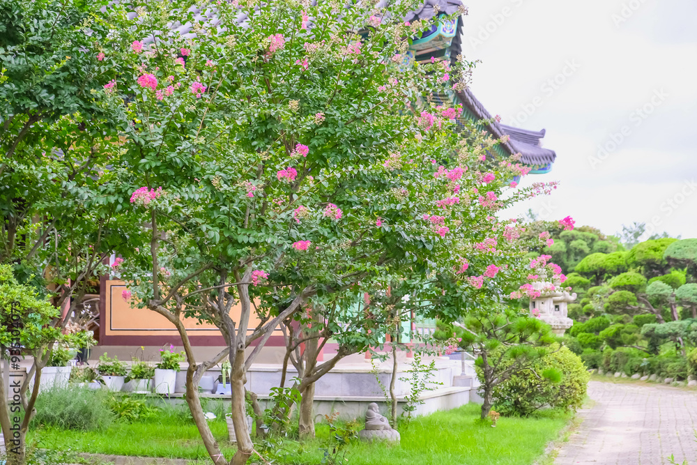 Obraz premium Crape Myrtle Flowers in Full Bloom at the Temple: A Serene Nature Scene