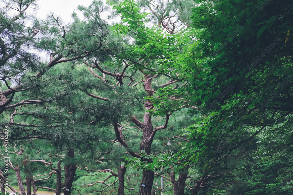 Fototapeta premium Lush Forest Landscape: A Tranquil Nature Scene