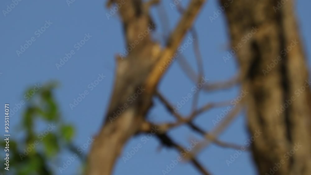 Focus on background, Focus on foreground. Tree leaves, dry tree and the daytime moon. Focus on background, Focus on foreground. Tree leaves, dry tree and the daytime moon.