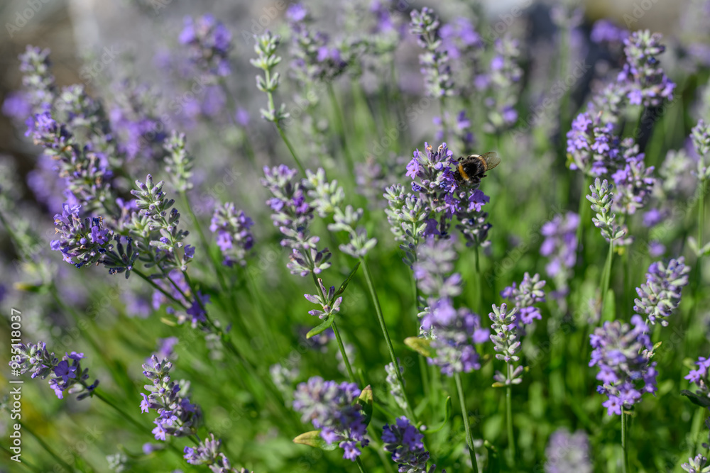 Purple lavender flowers and bumblebee. Purple lavender flowers and bumblebee.
