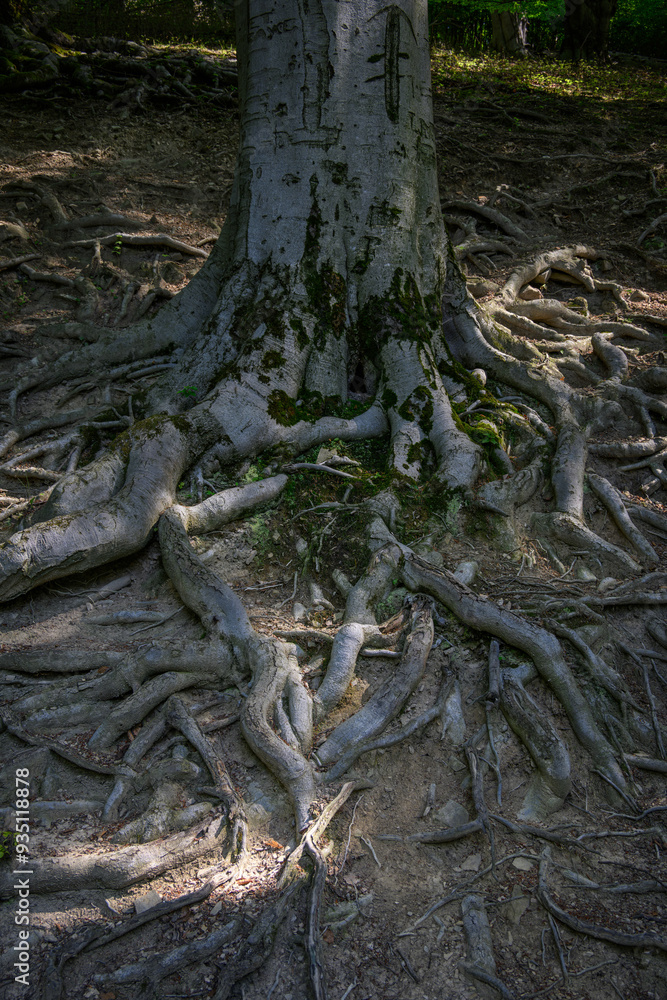 Protruding beech roots outdoors in nature.
Protruding beech roots outdoors in nature.