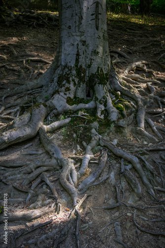 Wallpaper Mural Protruding beech roots outdoors in nature.
 Torontodigital.ca