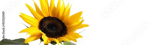 Ripe sunflower with yellow petals and dark middle, isolated on white background. 