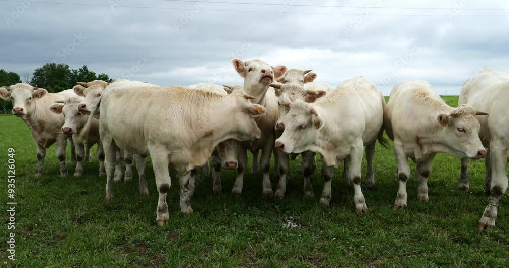 Charolais cattle. The Charolais is the second-most numerous cattle breed in France. Charolais cattle. The Charolais is the second-most numerous cattle breed in France.