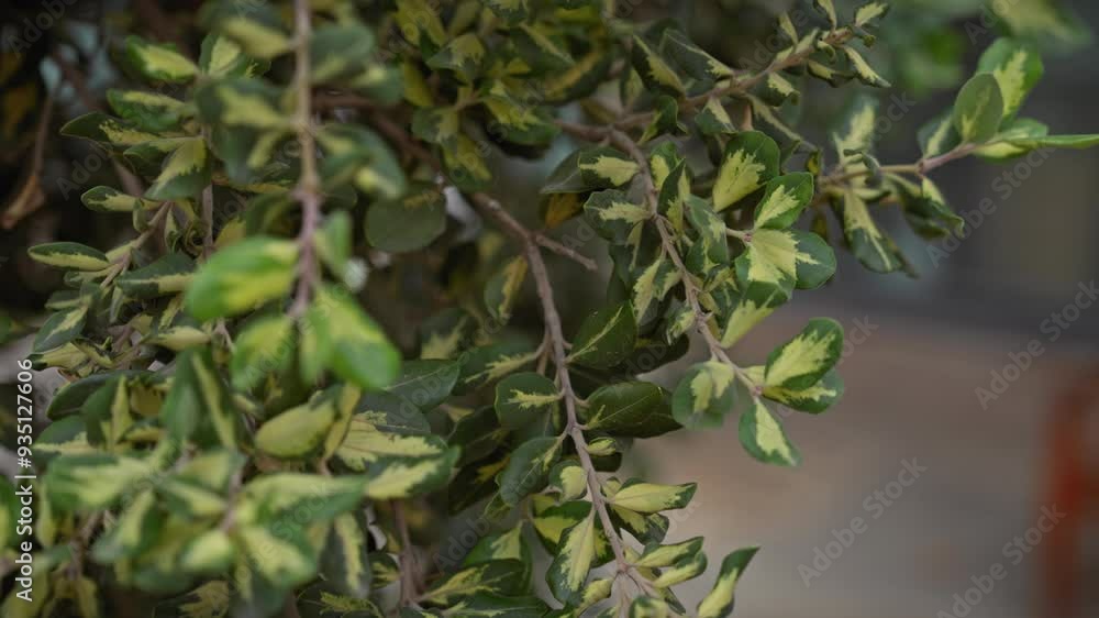 Close-up of a variegated euonymus plant on the mediterranean coast of murcia, spain, showcasing its green and yellow leaves. Close-up of a variegated euonymus plant on the mediterranean coast of murcia, spain, showcasing its green and yellow leaves.