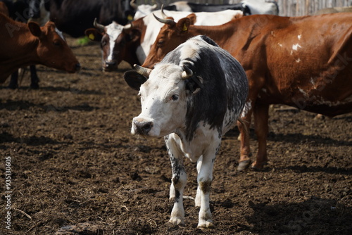 Young bulls and cows in an open pen. Household.