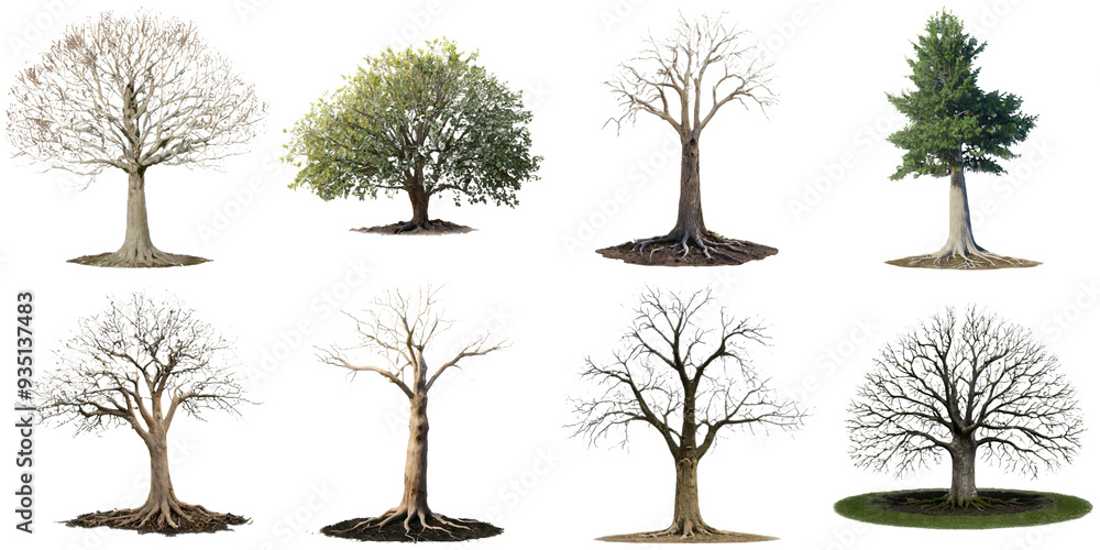 Obraz premium A collection of eight trees displaying the beauty and diversity of different seasons, from lush evergreens to bare winter branches, highlighting nature’s seasonal transitions.