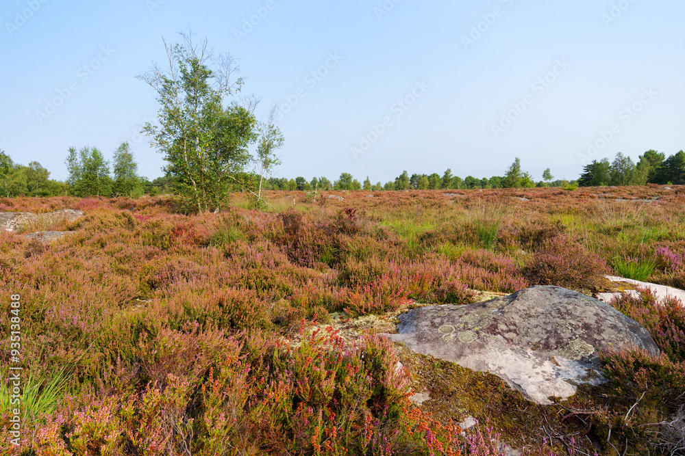 Heather land of Laris qui parle in Fontainebleau forest Heather land of Laris qui parle in Fontainebleau forest