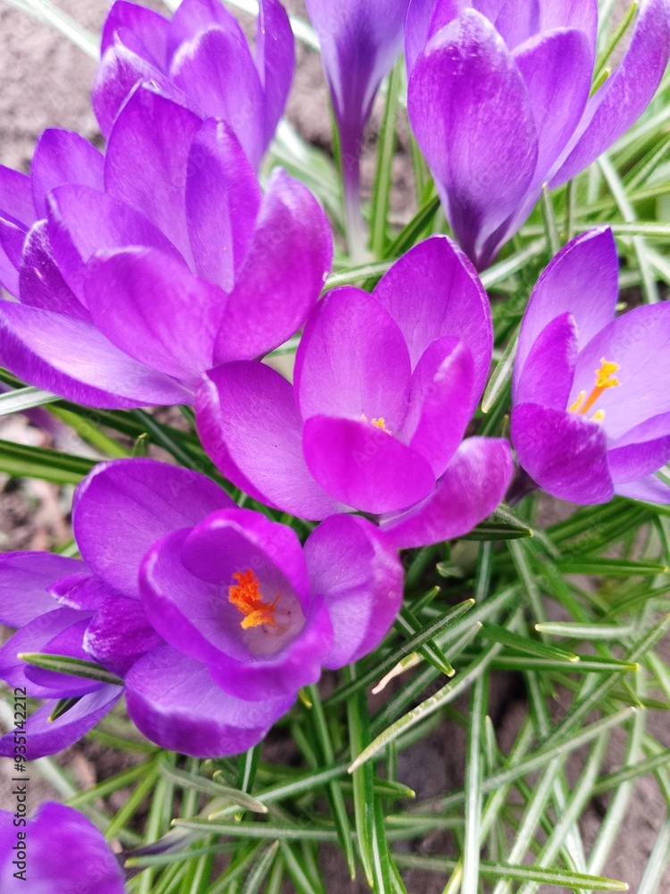 Fototapeta premium crocuses - flowers in my garden