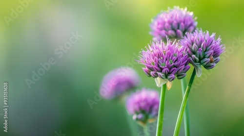  A group of purple flowers atop a green grass field, adjacent to another