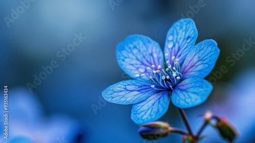  A blue flower in focus, its petals dotted with water drops, against a softly blurred background